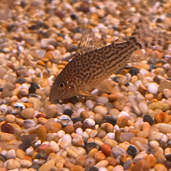 corydoras haraldschultzi