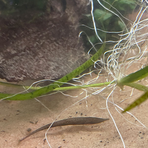 Acestridium Dichromum