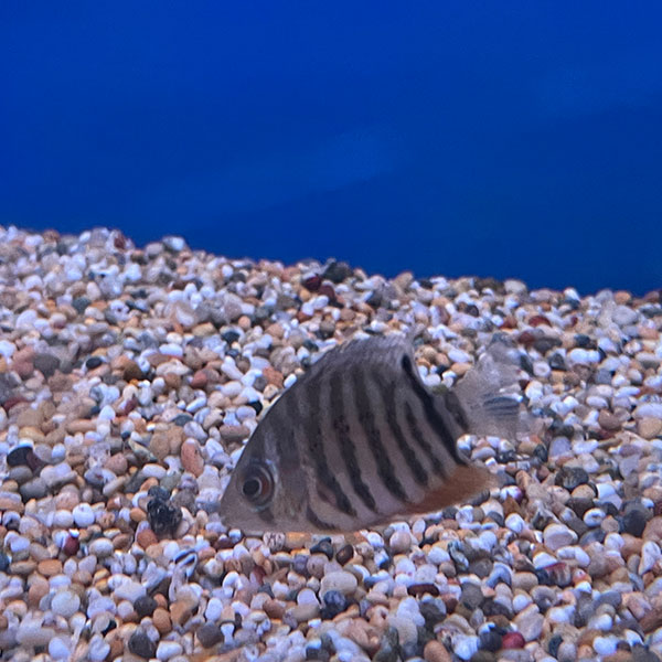 Heros appendiculatus