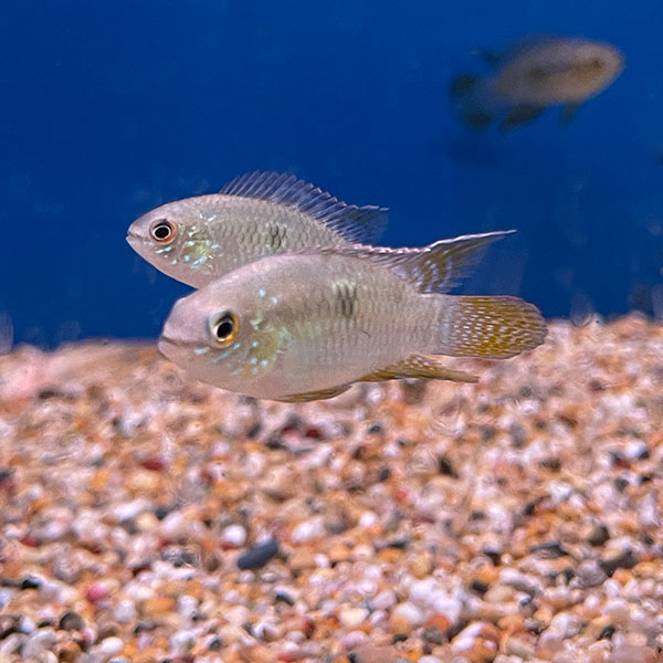 Laetacara curviceps