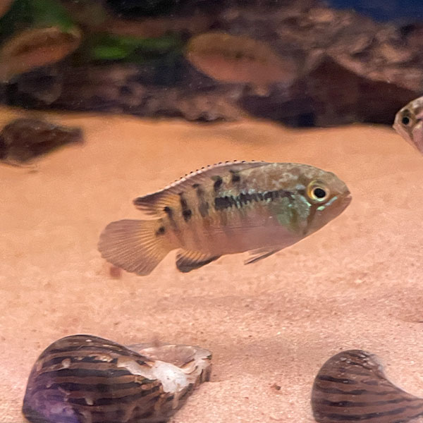 Nannacara adoketa