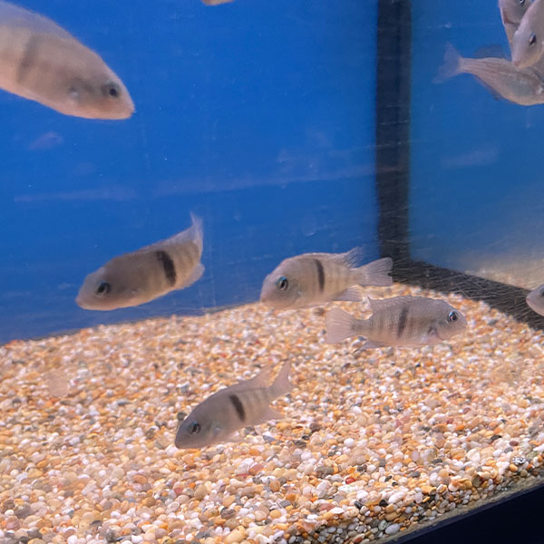 Neetroplus nematopus