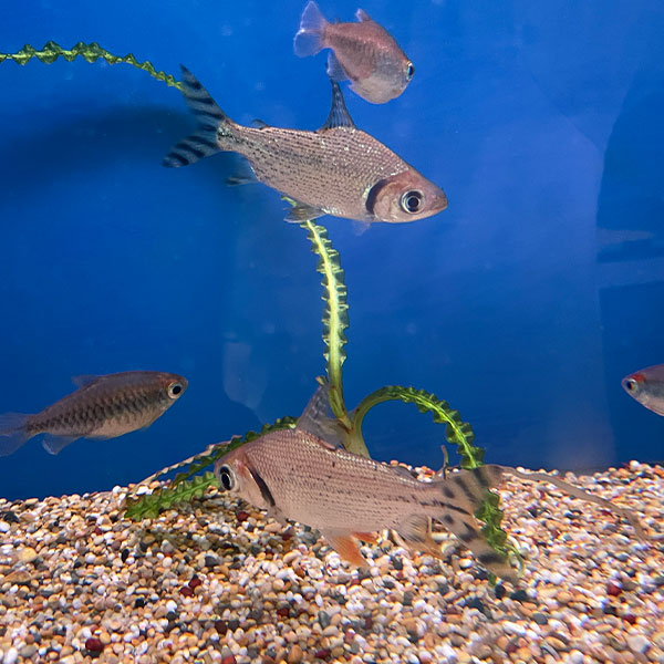 Semaprochilodus taeniurus